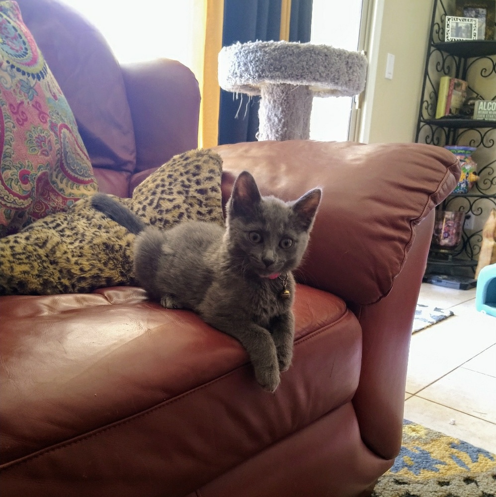 Meet your Posher, Wendy